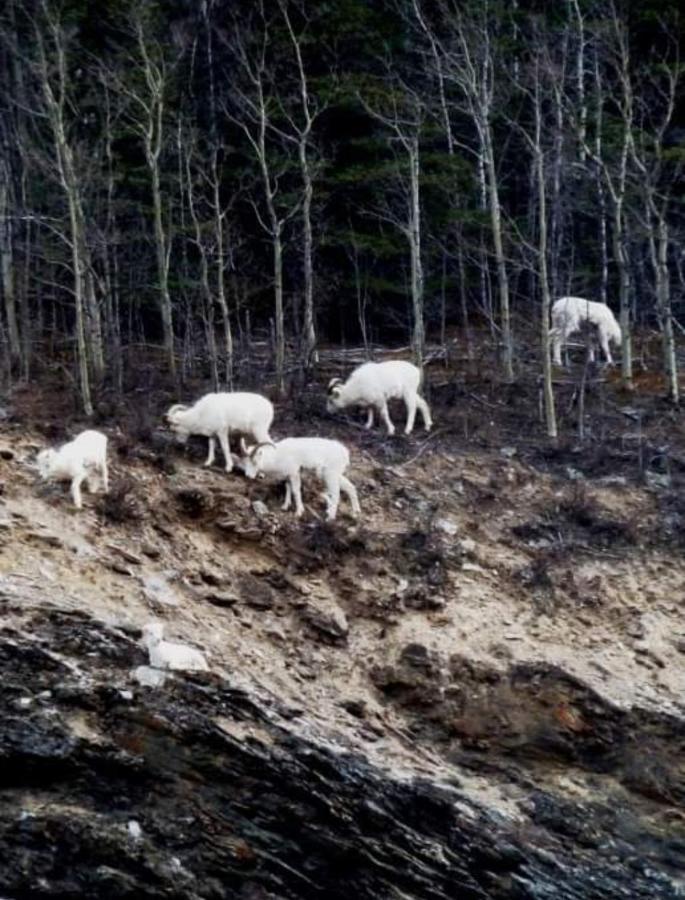 Alaska Grizzly Lodge Φέρμπανκς Εξωτερικό φωτογραφία