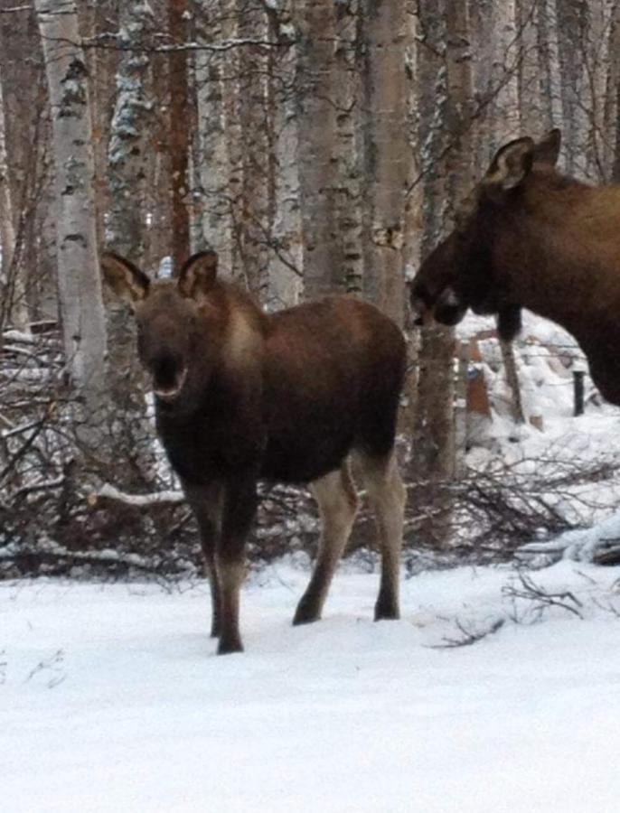 Alaska Grizzly Lodge Φέρμπανκς Εξωτερικό φωτογραφία